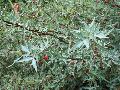 Mexican barberry